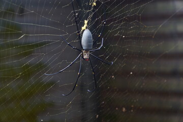 Female Golden Orbweb spider 