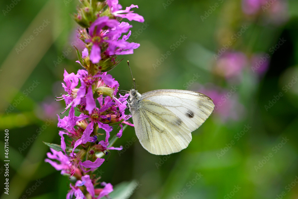 Sticker Green-veined white (Pieris napi) on flowering Purple loosestrife (Lythrum salicaria) // Rapsweißling  an Blut-Weiderich 