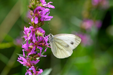 Green-veined white (Pieris napi) on flowering Purple loosestrife (Lythrum salicaria) // Rapsweißling  an Blut-Weiderich 
