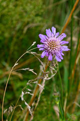 Field scabious // Acker-Witwenblume (Knautia arvensis)
