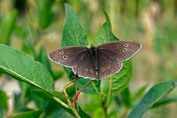 Ringlet // Brauner Waldvogel, Schornsteinfeger  (Aphantopus hyperantus)