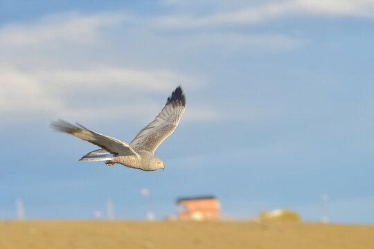 Circus cinereus - The Vari or ashen hawk, is a species of falconiform bird of the Accipitridae family.