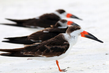 A lineup of black skimmers on a white sand beach.