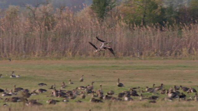 Greater white-fronted goose