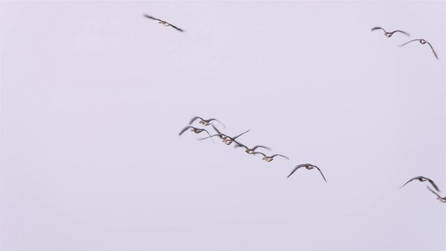Greater white-fronted goose
