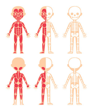 Muscular and Skeletal system of Kid. Front Back view. Cartoon Color and Flat Template for Education and Anatomy lesson with Children. Isolated Simple Scheme. Illustration for Medical Design. Vector.