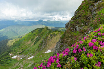 Flowering Rhododendron myrtifolium on the slopes of the Carpathian Mountains shrouded in morning mist. The beauty of natural mountain landscapes. Location Carpathian, Ukraine, Europe.