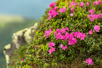 Flowering Rhododendron myrtifolium on the slopes of the Carpathian Mountains shrouded in morning mist. The beauty of natural mountain landscapes. Location Carpathian, Ukraine, Europe.