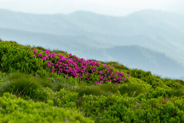 Flowering Rhododendron myrtifolium on the slopes of the Carpathian Mountains shrouded in morning mist. The beauty of natural mountain landscapes. Location Carpathian, Ukraine, Europe.