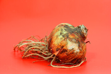 storage organ (bulb) of the amaryllis