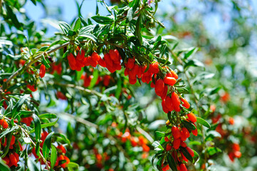 Goji berry fruits and plants in sunshine garden