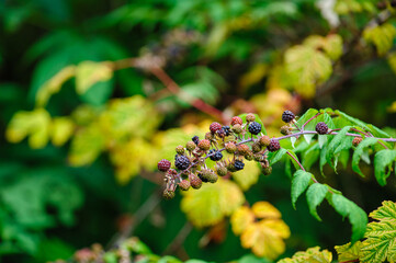 blackberries growing in the nautre