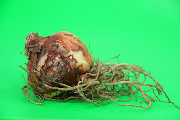 storage organ (bulb) of the amaryllis