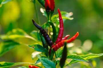 Growing  pepper Organic farming in mountains