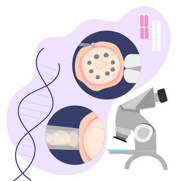 Vector colored illustration of PGD preimplantation genetic screening of embryon or morula oocyte