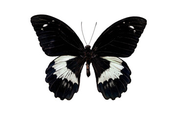 Black and white papilio gambrisius butterfly in the family Papilionidae isolated over a white...