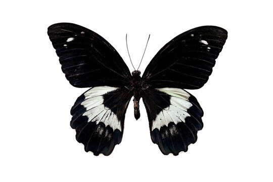 Black and white papilio gambrisius butterfly in the family Papilionidae isolated over a white background. Top view. Flatlay.