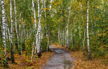 Birch grove after rain. Puddles glisten on the path.