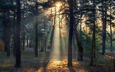 Sunny morning in the forest. Beginning of autumn. Sunlight plays in the branches of the trees. Good weather.