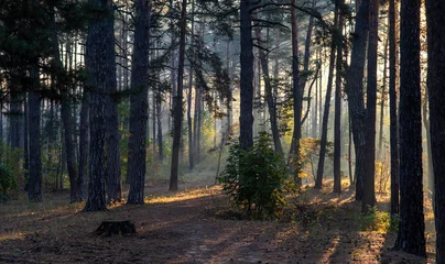 Fototapeten Sunny morning in the forest. Beginning of autumn. Sunlight plays in the branches of the trees. Good weather. © Mykhailo