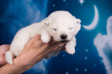 White fluffy small Samoyed puppy dog on hands