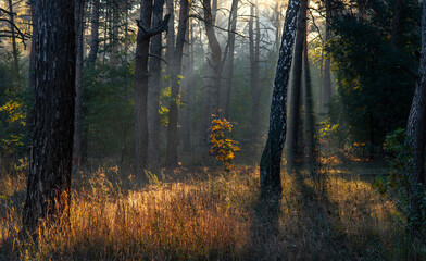 Sunny morning in the forest. Beginning of autumn. Sunlight plays in the branches of the trees. Good weather.