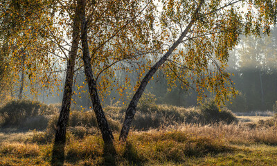 Fototapeta na wymiar Sunny morning in the forest. Beginning of autumn. Sunlight plays in the branches of the trees. Good weather.