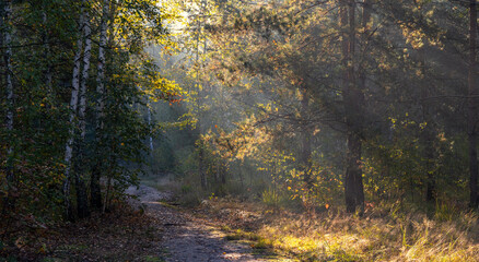 Sunny morning in the forest. Beginning of autumn. Sunlight plays in the branches of the trees. Good weather.