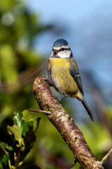 Fototapeta premium Blue tit (Cyanistes caeruleus) portrait image of an Eurasian bird perched on a tree branch which is a common small garden songbird found in the UK and Europe stock photo