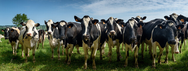 troupeau de vaches laitières curieuses - obrazy, fototapety, plakaty