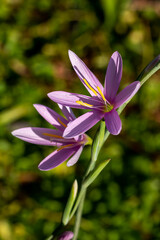 Fototapeta premium Hesperantha Huttonii a summer autumn fall flowering plant with a pink summertime flower also known as Schizostylis, stock photo image