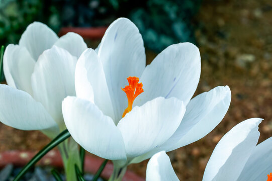 Crocus vernus 'Jeanne d'Arc' (Joan of Arc) a white spring bulbous flowering plant, stock photo image
