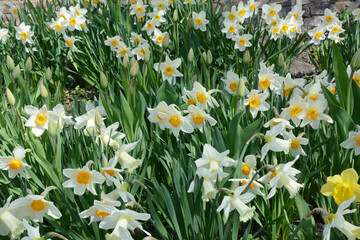 Spring daffodil flowers background. Beautiful daffodils, narcissus flowers with white petals and...