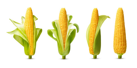 Ear of corn isolated on a white background. Fresh corncob set. - Powered by Adobe