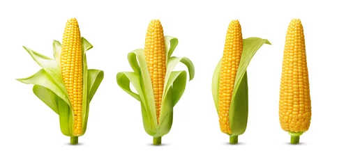 Fotobehang Ear of corn isolated on a white background. Fresh corncob set. © Valentina R.
