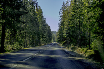 Pusta droga w Tatrach, Pusta asfaltowa droga pomiędzy Drzewami, Droga przez las