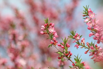 Beautiful pink almond flowers in spring
