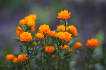 beautiful orange flowers in the garden