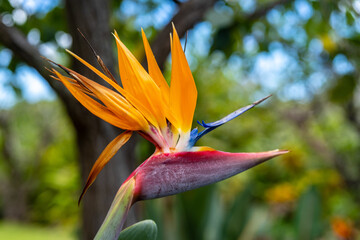 Fototapeta na wymiar Bird of Paradise from a point of view with blurred background