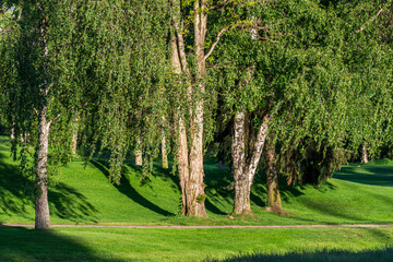 Fototapeta na wymiar green park area with trees summer time