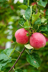 Red organic apples on tree
