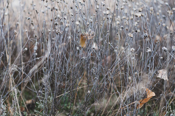 Wild field with flowers, delicate delicate plants on beautiful blurred background close-up. Autumn nature, dry yellowed plants.