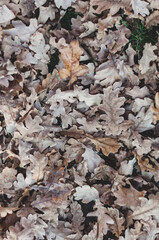 Dry oak leaves fallen on ground close-up, autumn background view from top
