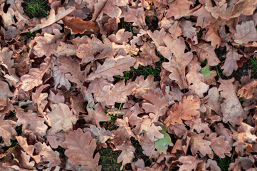 Dry oak leaves fallen on ground close-up, autumn background view from top