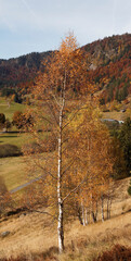 Betula pendula | Bouleau verruqueux au tronc droit à écorce blanchie portant de minces rameaux...
