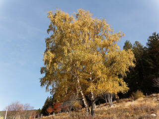 Magnifiques bouleaux verruqueux ou bouleaux blancs -Betula pendula - au feuillage doré d'automne...