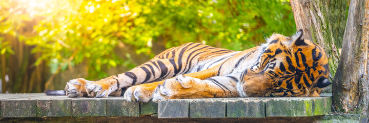 Cute tiger lying and sleeping