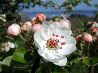 Obraz premium Apfelblüten