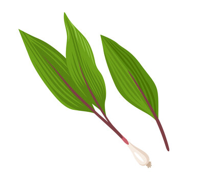 Ramps Vegetable, Wild Garlic. Raw Organic Asian Ingredient. Sanmaneul, Most Popular Korean Spring Vegetable. Healthy Vegetarian Food. Flat Vector Illustration.