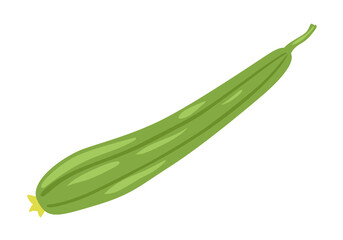 Luffa Cylindrica, Sin Qua, Sponge gourd, Thai zucchini. Cooking ingredient, fresh vegetable. Healthy vegetarian food. Flat vector illustration.